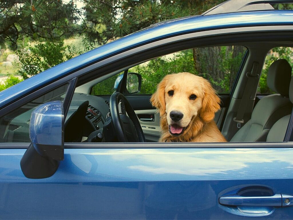 Imagen referencial, viaja con tu mascota