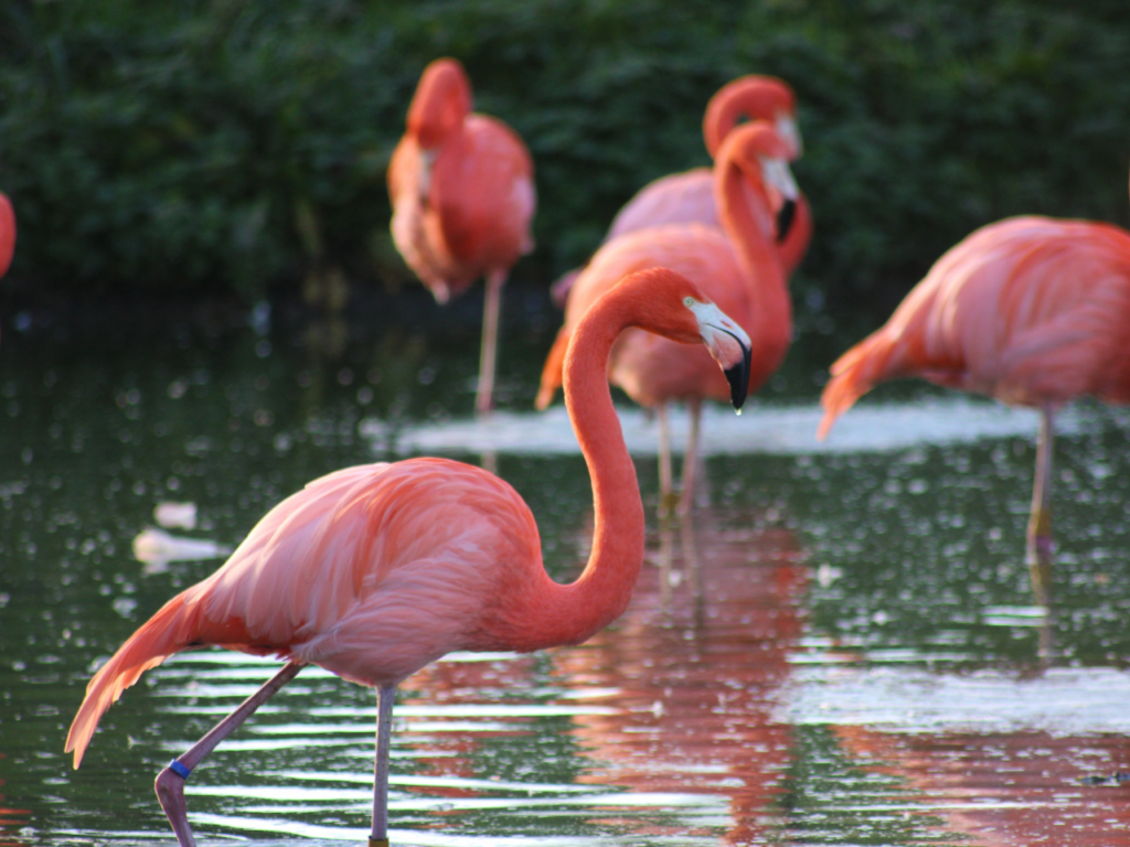 Imagen referencial de La Reserva Nacional Los Flamencos.