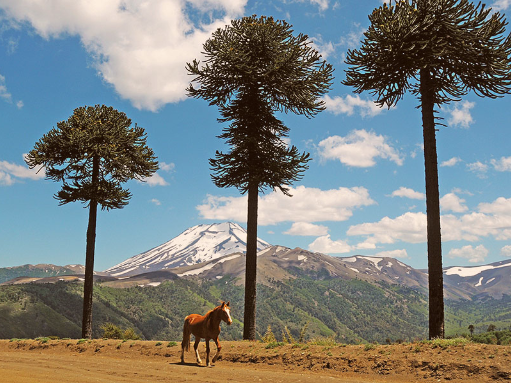 Imagen referente, Lonquimay ¿Por qué lo tienes que conocer cuanto antes?