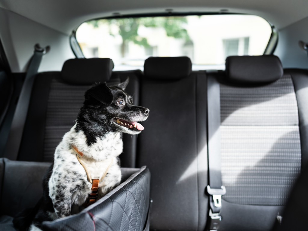 Imagen de referencia Transporta a tus mascotas de forma segura